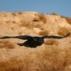 Krkavec velky - Corvus corax - Common Raven o2800